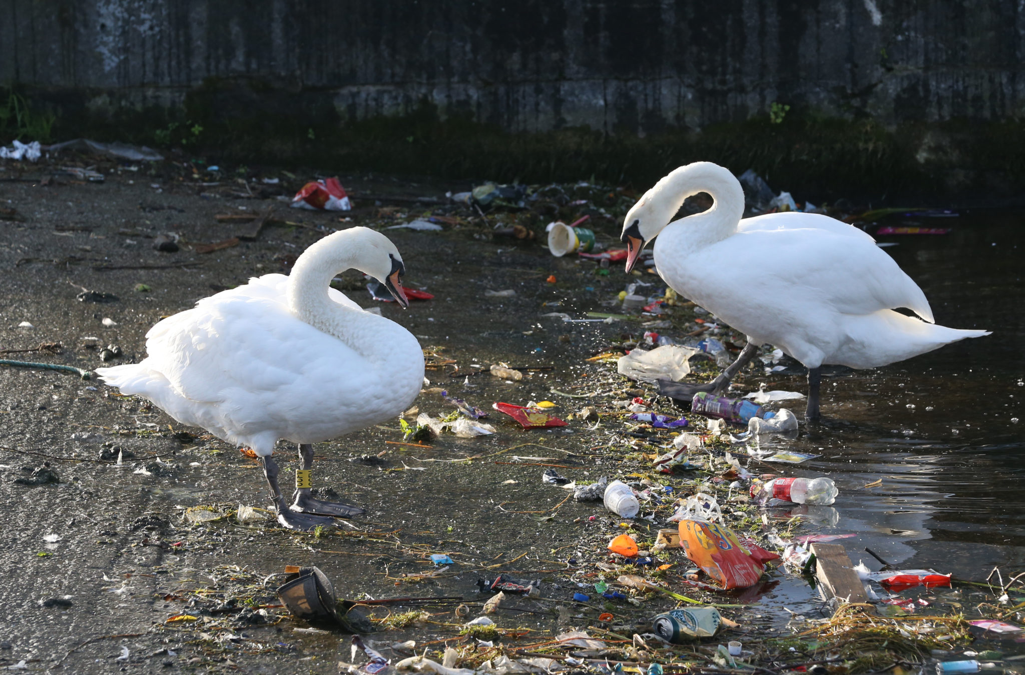 rubbish